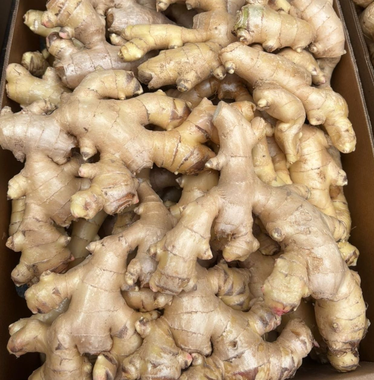 Fresh Brazilian Ginger, High Quality
