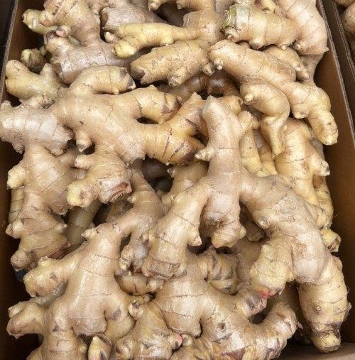 Fresh Brazilian Ginger, High Quality