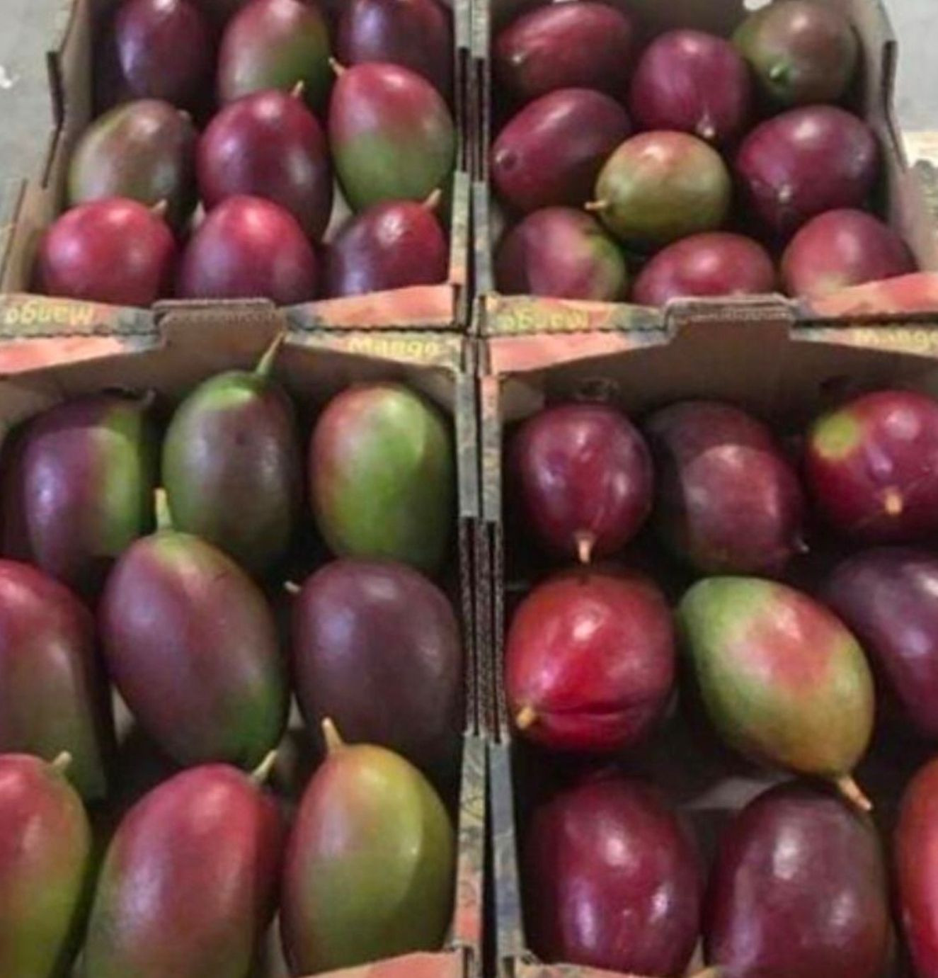 Natural Sweet Mangoes Rich Flavor Tropically Grown Mangoes