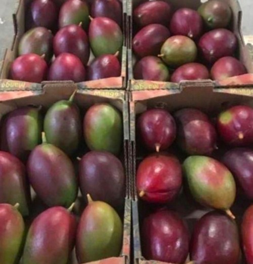 Natural Sweet Mangoes Rich Flavor Tropically Grown Mangoes