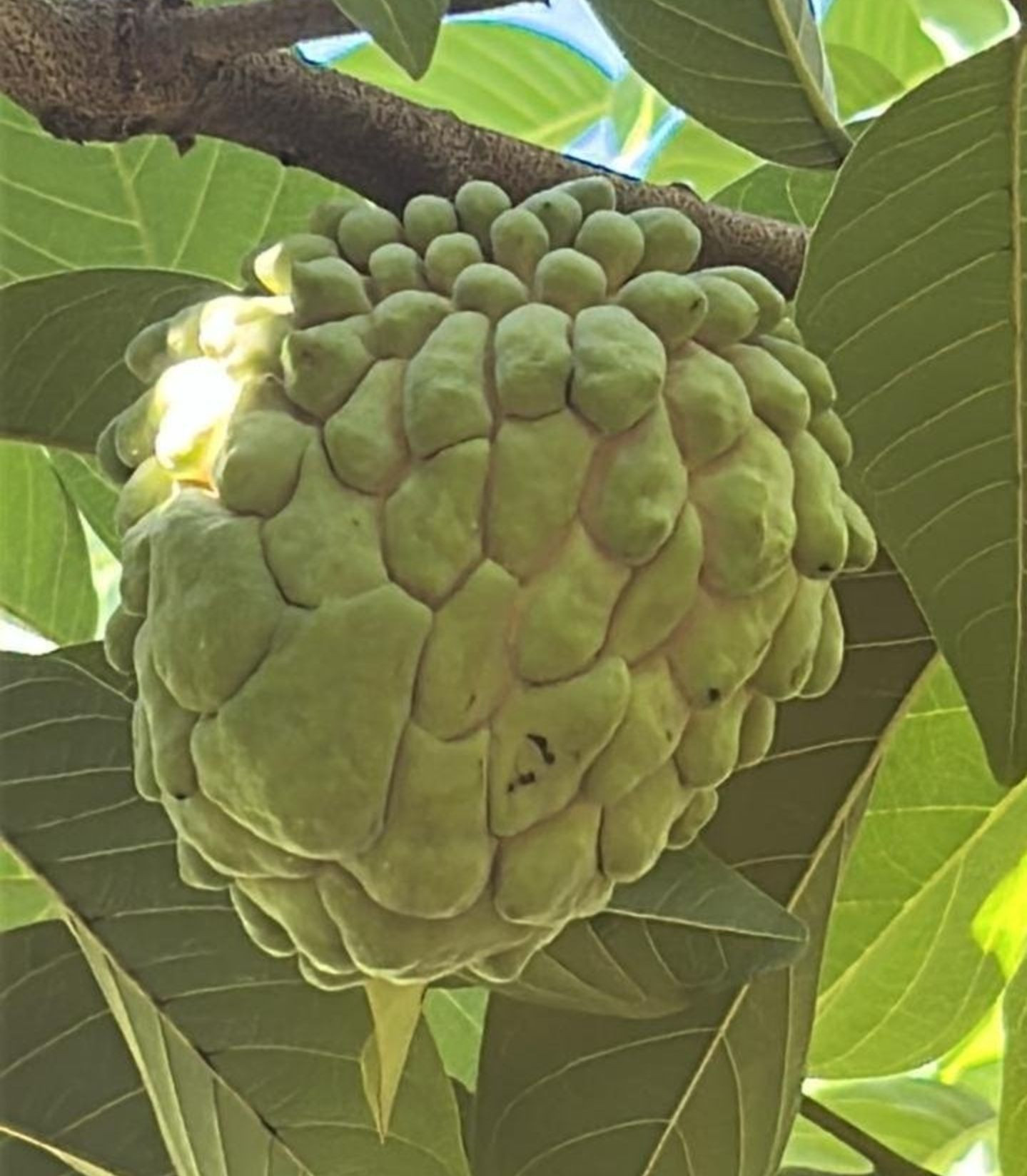 Premium Atemoya Tropical Fruit Rich in Vitamins and Antioxidants