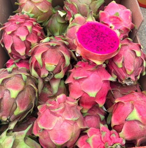 Exotic Pitaya Dragon Fruit Fresh and Nutritious for Healthy Eating