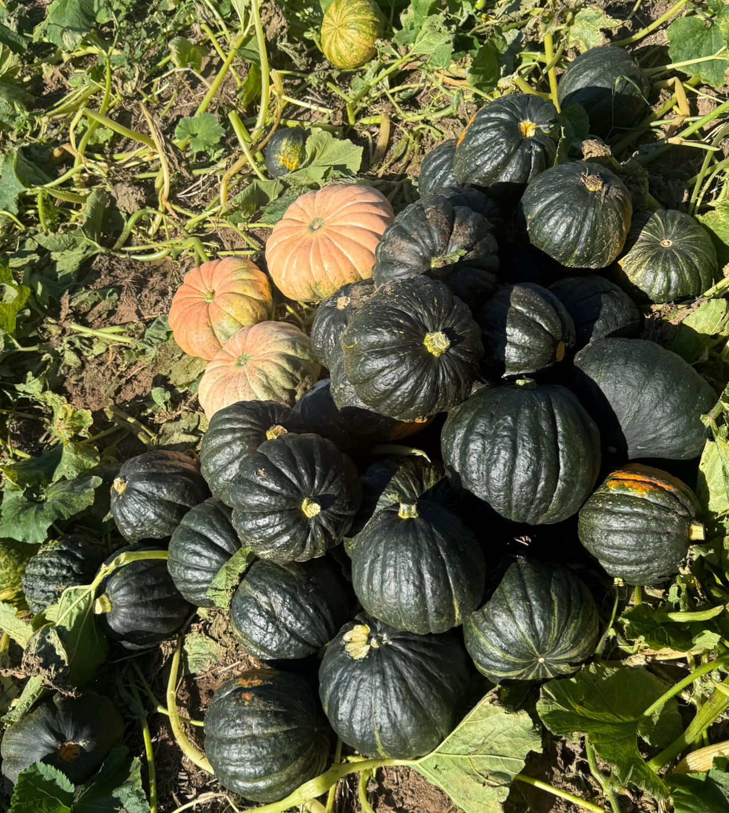 Premium Kabocha Pumpkin Rich in Vitamins and Low in Calories