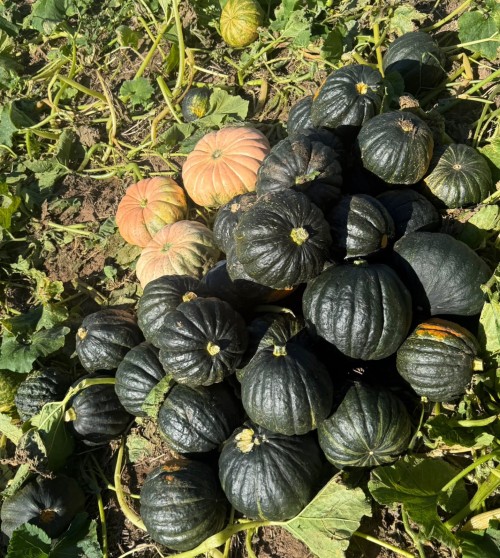 Premium Kabocha Pumpkin Rich in Vitamins and Low in Calories