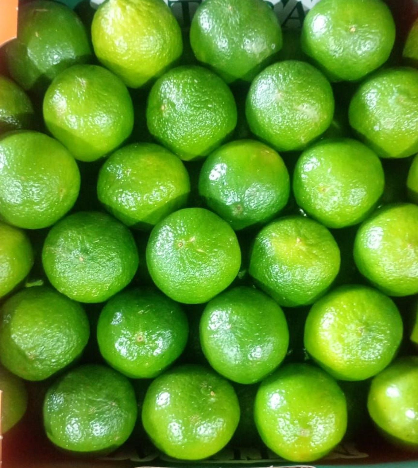 Premium Quality Limes Perfect for Cocktails and Recipes