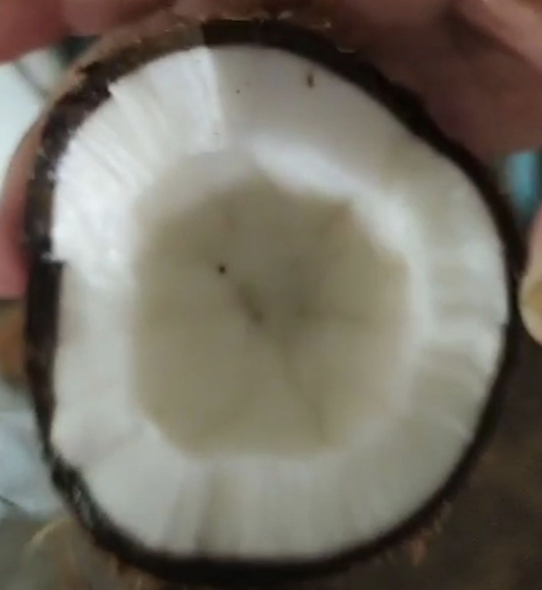 Premium Quality Tropical Coconuts Rich in Nutrients