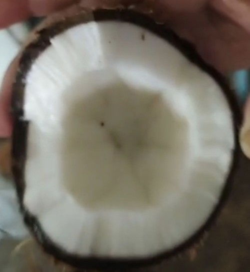 Premium Quality Tropical Coconuts Rich in Nutrients