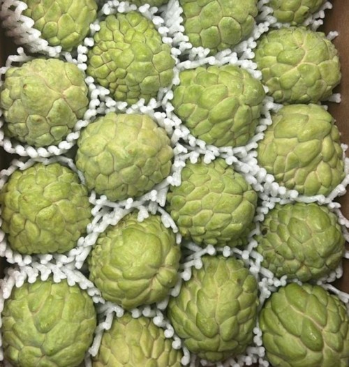 Premium Atemoya Tropical Fruit Rich in Vitamins and Antioxidants