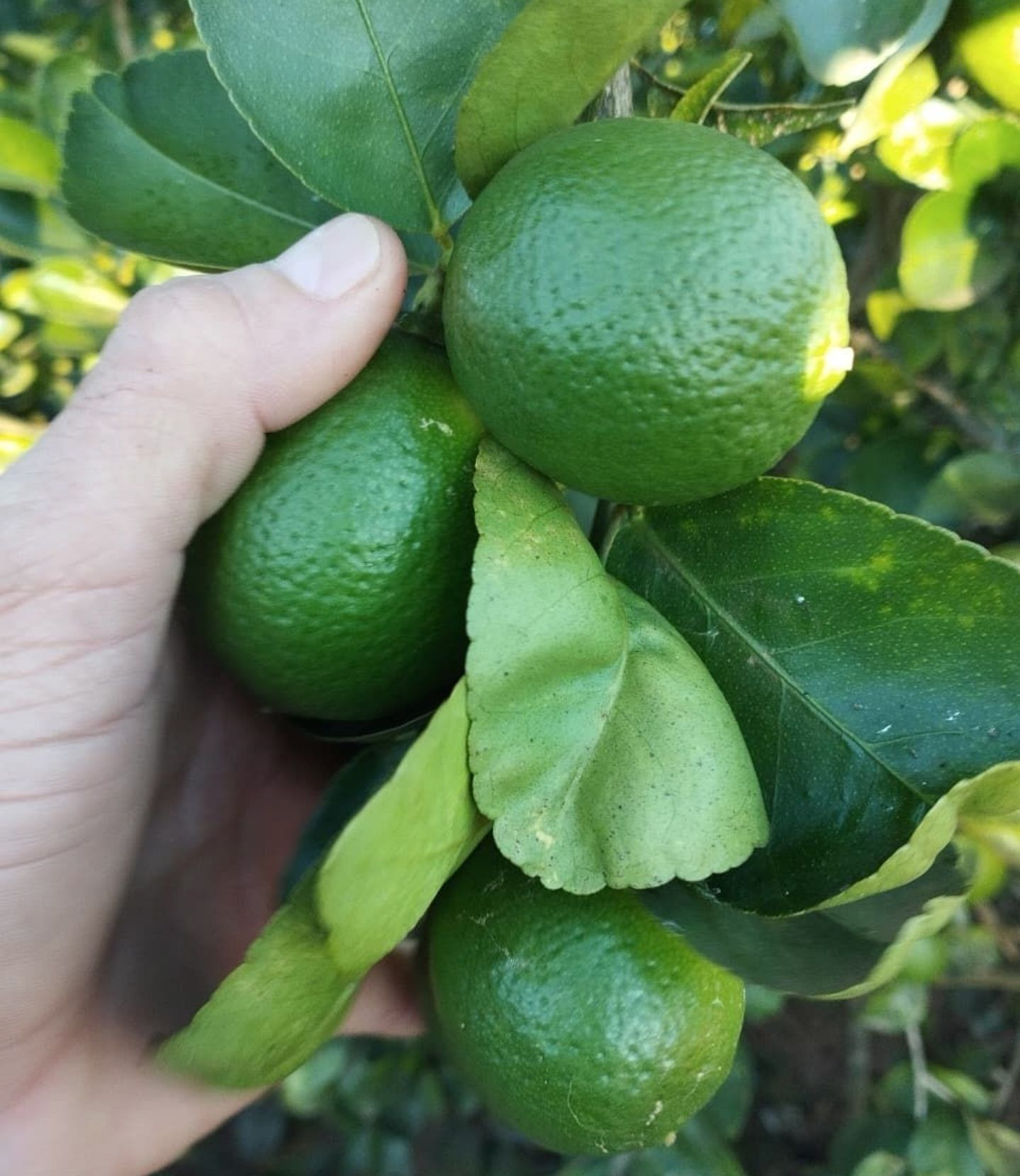 Premium Quality Limes Perfect for Cocktails and Recipes