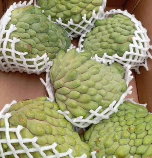 Premium Atemoya Tropical Fruit Rich in Vitamins and Antioxidants