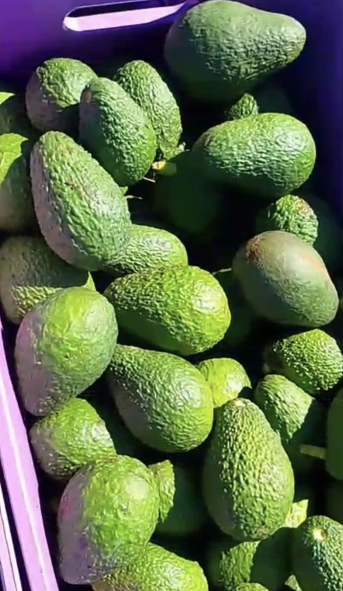 Premium Ripe Avocado Hams Rich in Healthy Fats and Nutrients