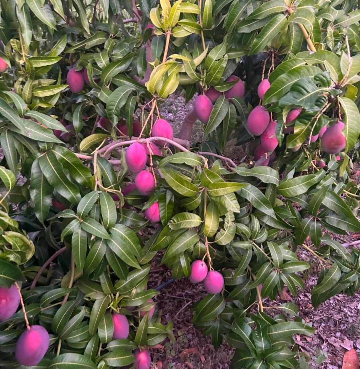 Natural Sweet Mangoes Rich Flavor Tropically Grown Mangoes