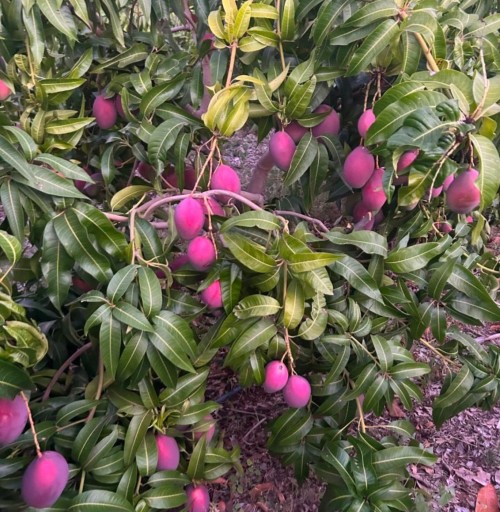 Natural Sweet Mangoes Rich Flavor Tropically Grown Mangoes