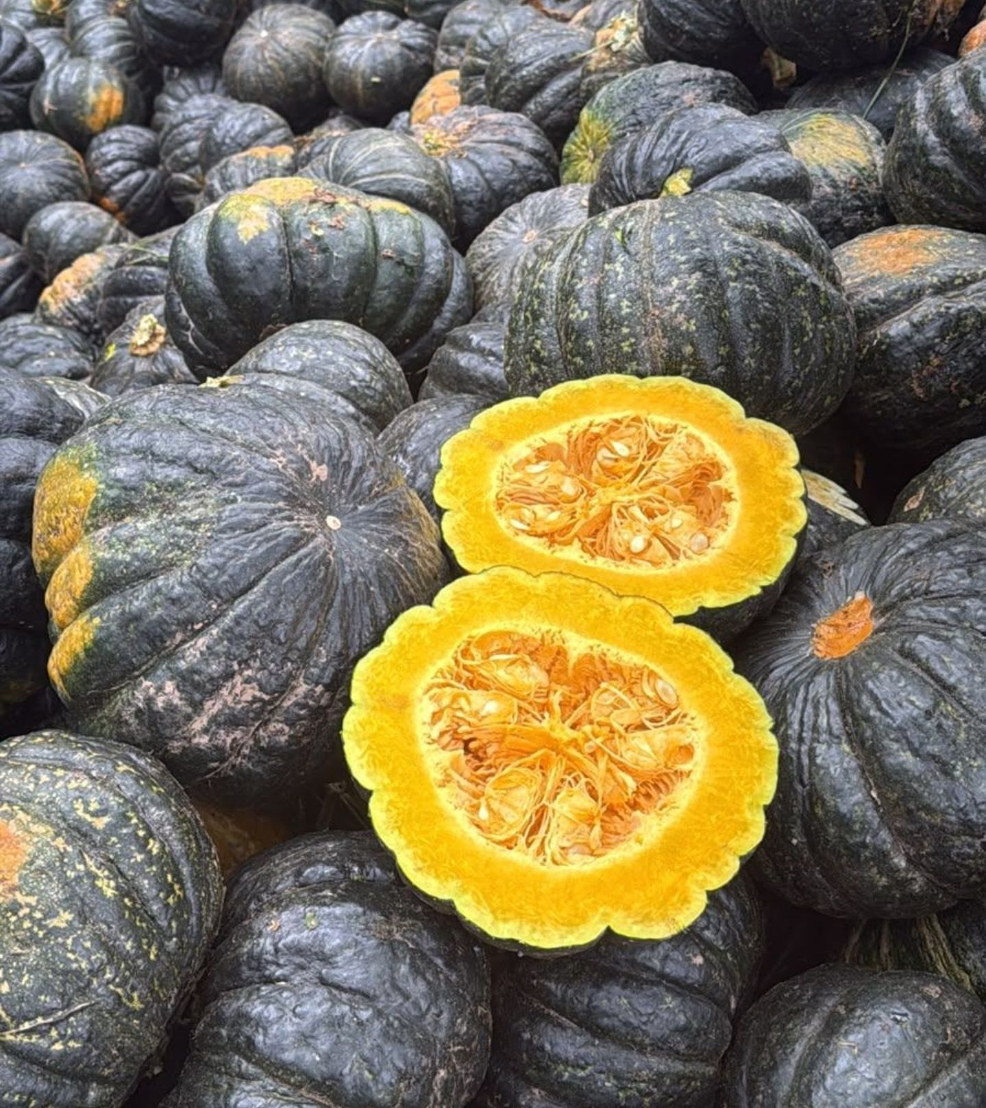 Premium Kabocha Pumpkin Rich in Vitamins and Low in Calories