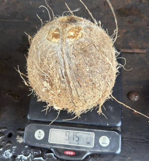 Premium Quality Tropical Coconuts Rich in Nutrients