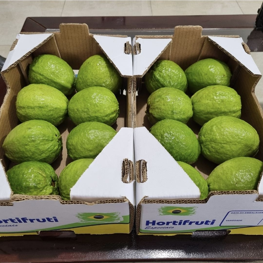 Fresh Guava Premium Quality Farm Fresh Guava Fruit