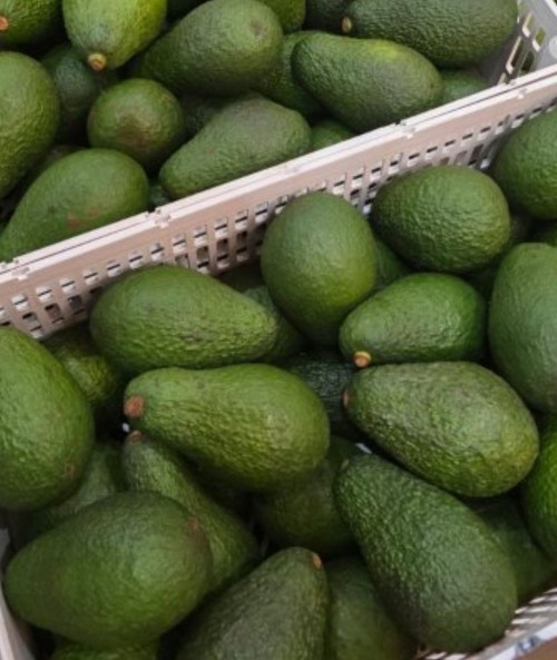 Premium Ripe Avocado Hams Rich in Healthy Fats and Nutrients