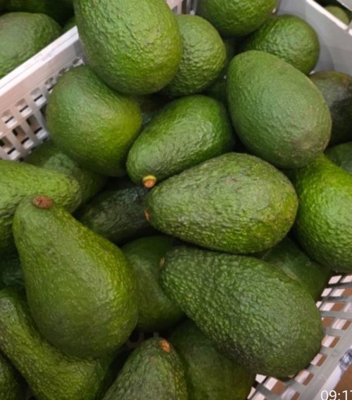 Premium Ripe Avocado Hams Rich in Healthy Fats and Nutrients
