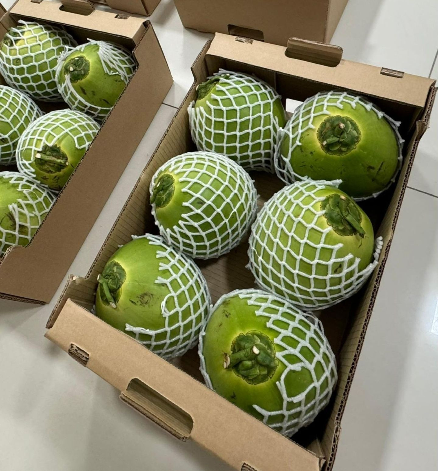 Premium Green Coconuts Ideal for Smoothies and Tropical Drinks