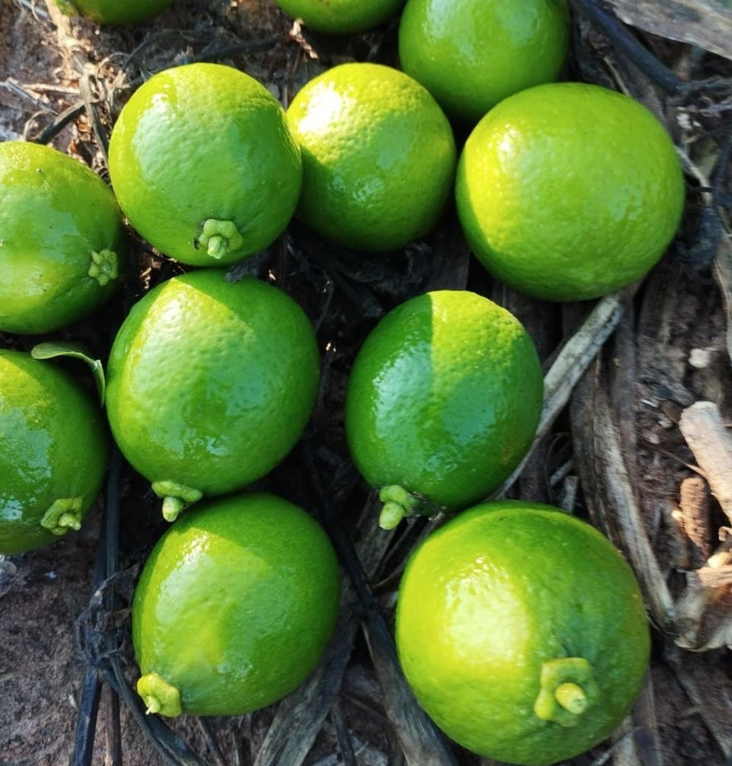 Premium Quality Limes Perfect for Cocktails and Recipes