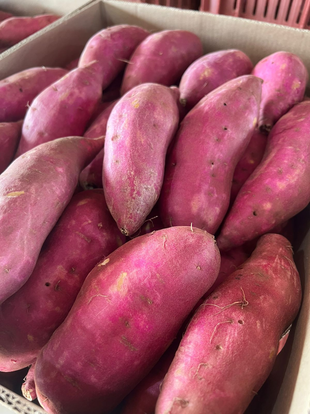 Sweet Potatoes Rich in Nutrients and Full of Flavor