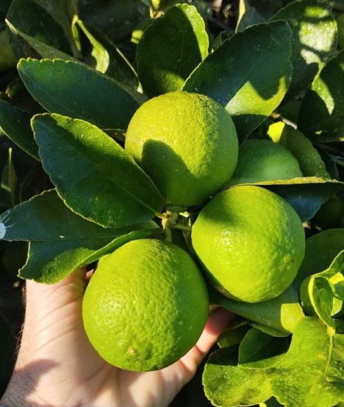 Premium Quality Limes Perfect for Cocktails and Recipes