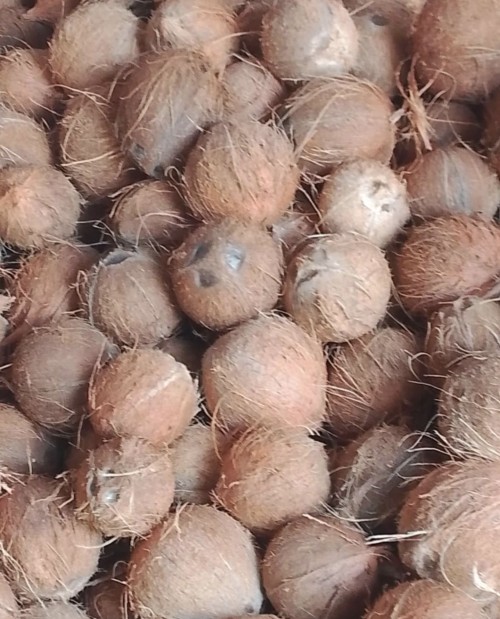 Premium Quality Tropical Coconuts Rich in Nutrients
