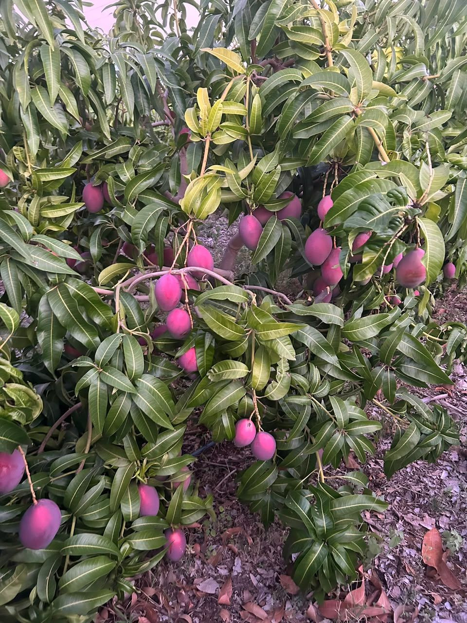 Natural Sweet Mangoes Rich Flavor Tropically Grown Mangoes