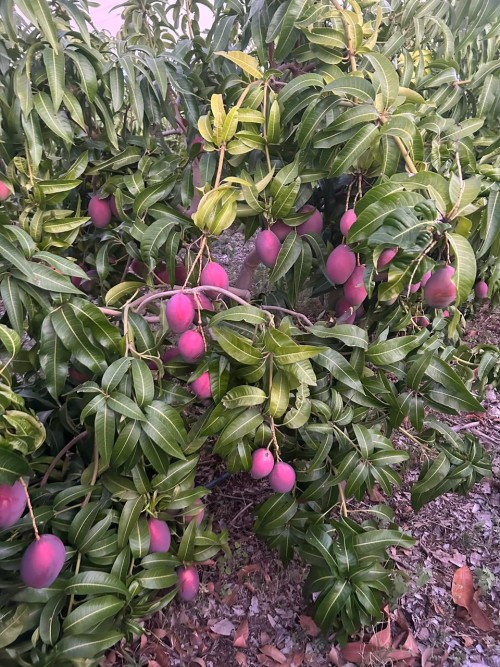 Natural Sweet Mangoes Rich Flavor Tropically Grown Mangoes