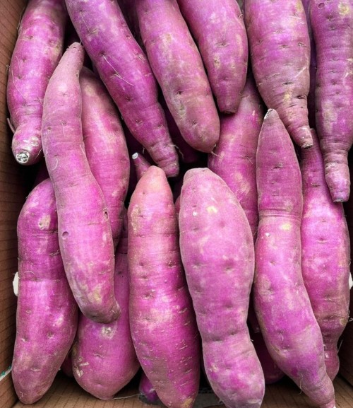 Farm Fresh Sweet Potatoes High in Vitamins and Natural Sweetness