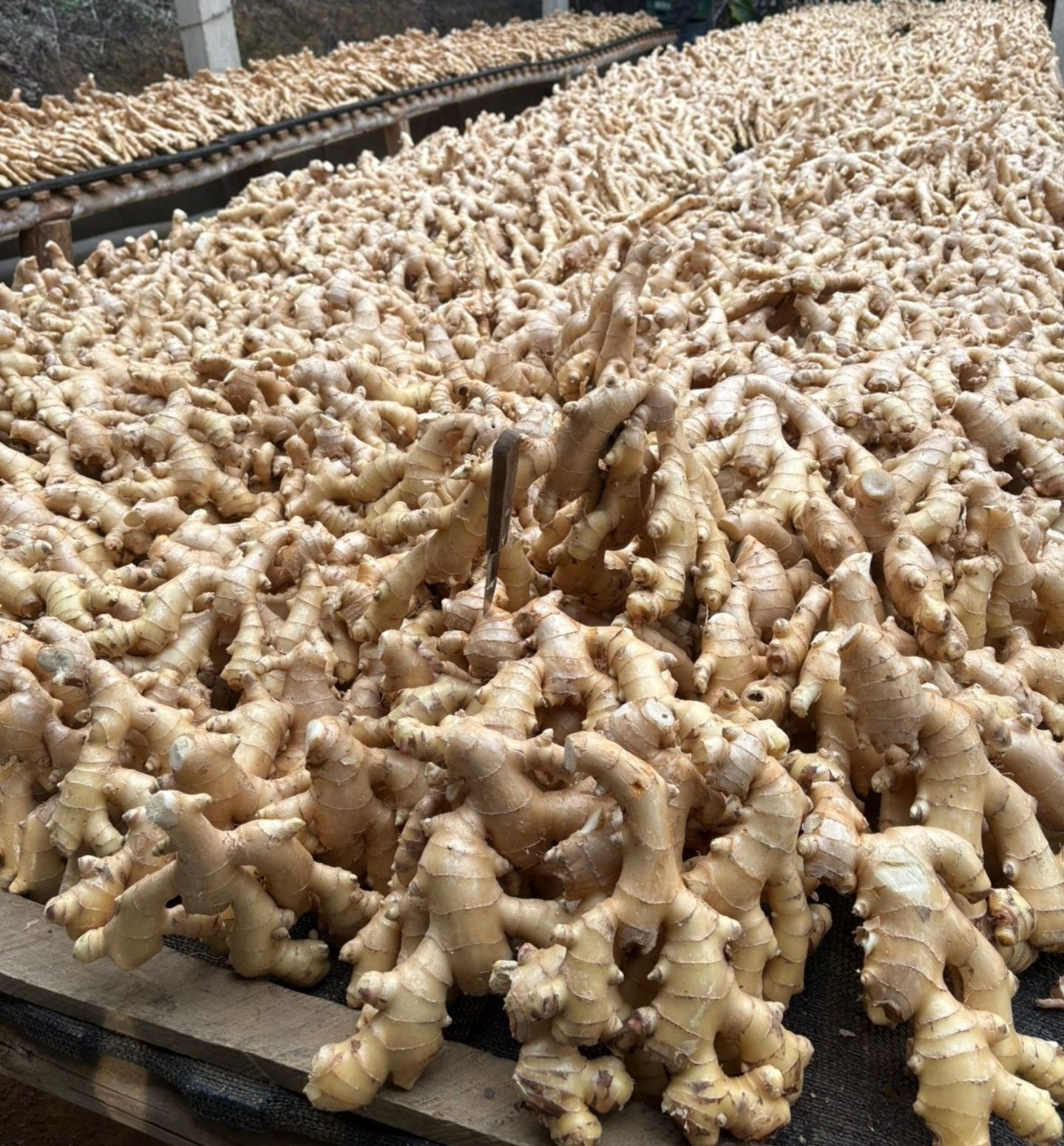 Fresh Brazilian Ginger, High Quality