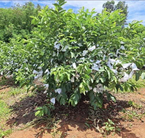 Fresh Guava Premium Quality Farm Fresh Guava Fruit