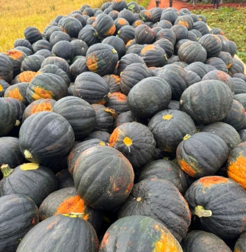 Premium Kabocha Pumpkin Rich in Vitamins and Low in Calories