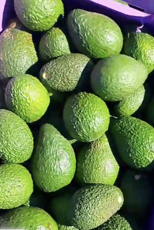 Premium Ripe Avocado Hams Rich in Healthy Fats and Nutrients