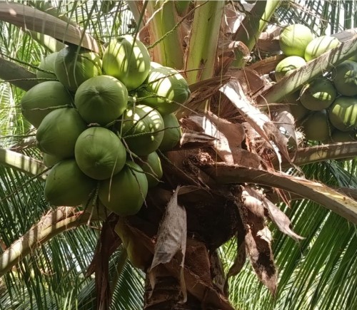 Premium Green Coconuts Ideal for Smoothies and Tropical Drinks