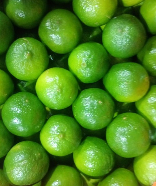 Premium Quality Limes Perfect for Cocktails and Recipes
