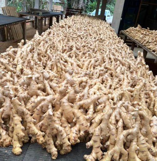 Fresh Brazilian Ginger, High Quality