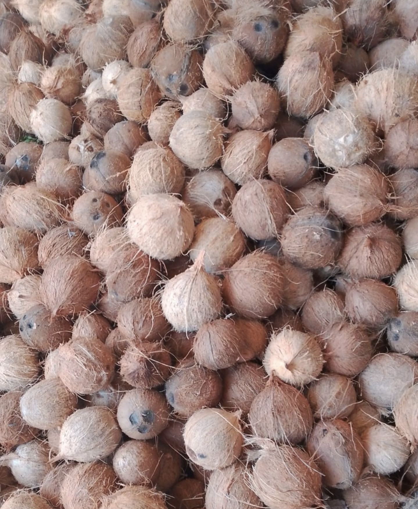 Premium Quality Tropical Coconuts Rich in Nutrients