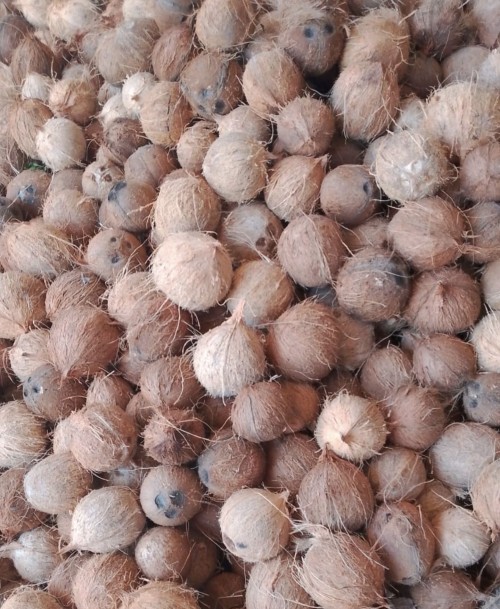 Premium Quality Tropical Coconuts Rich in Nutrients