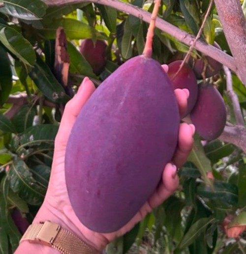 Natural Sweet Mangoes Rich Flavor Tropically Grown Mangoes