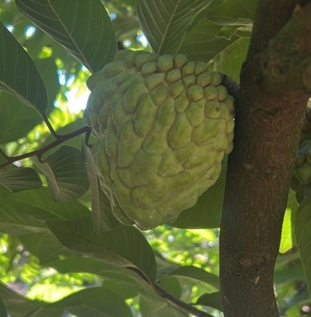 Premium Atemoya Tropical Fruit Rich in Vitamins and Antioxidants