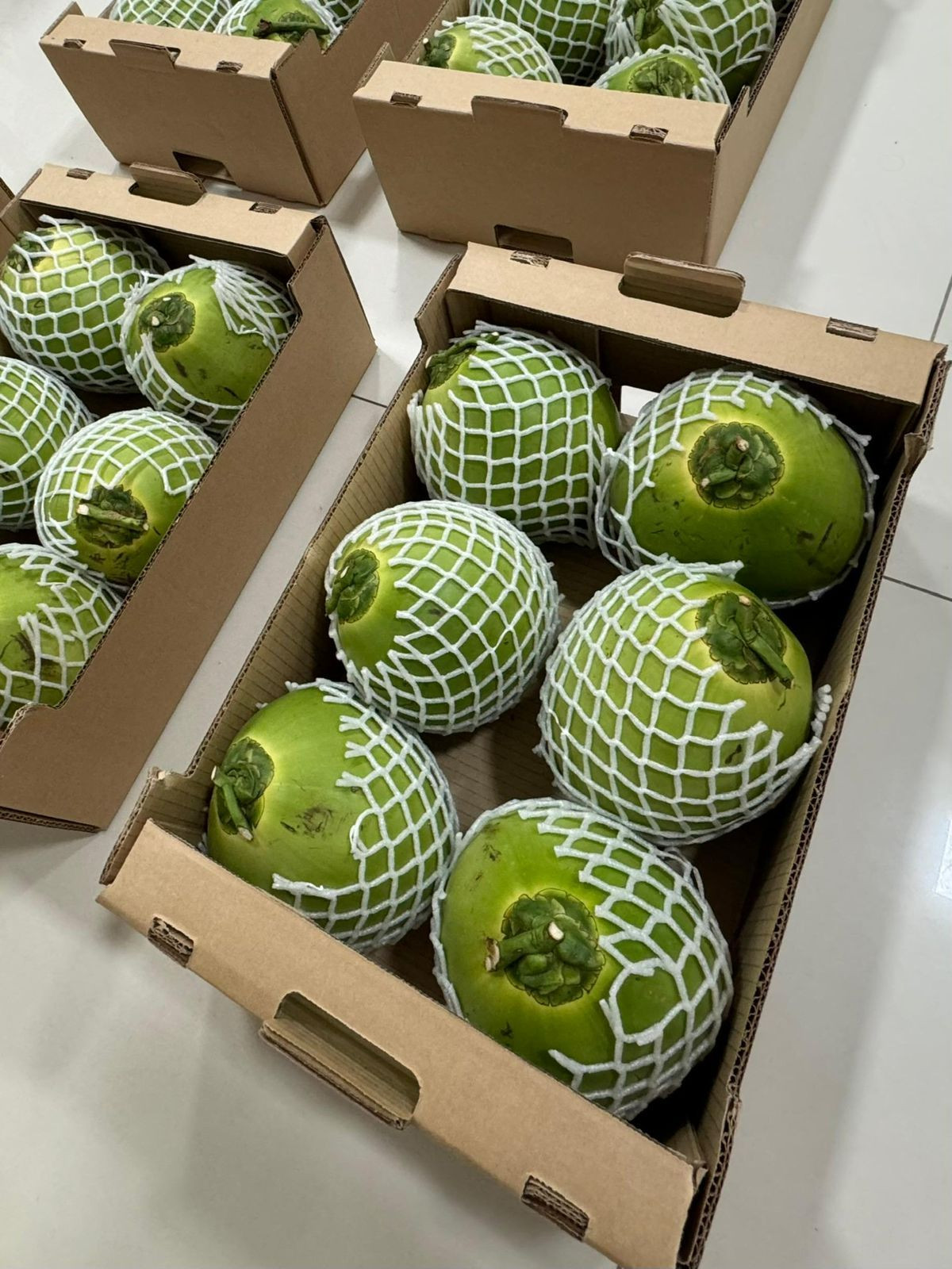 Premium Green Coconuts Ideal for Smoothies and Tropical Drinks