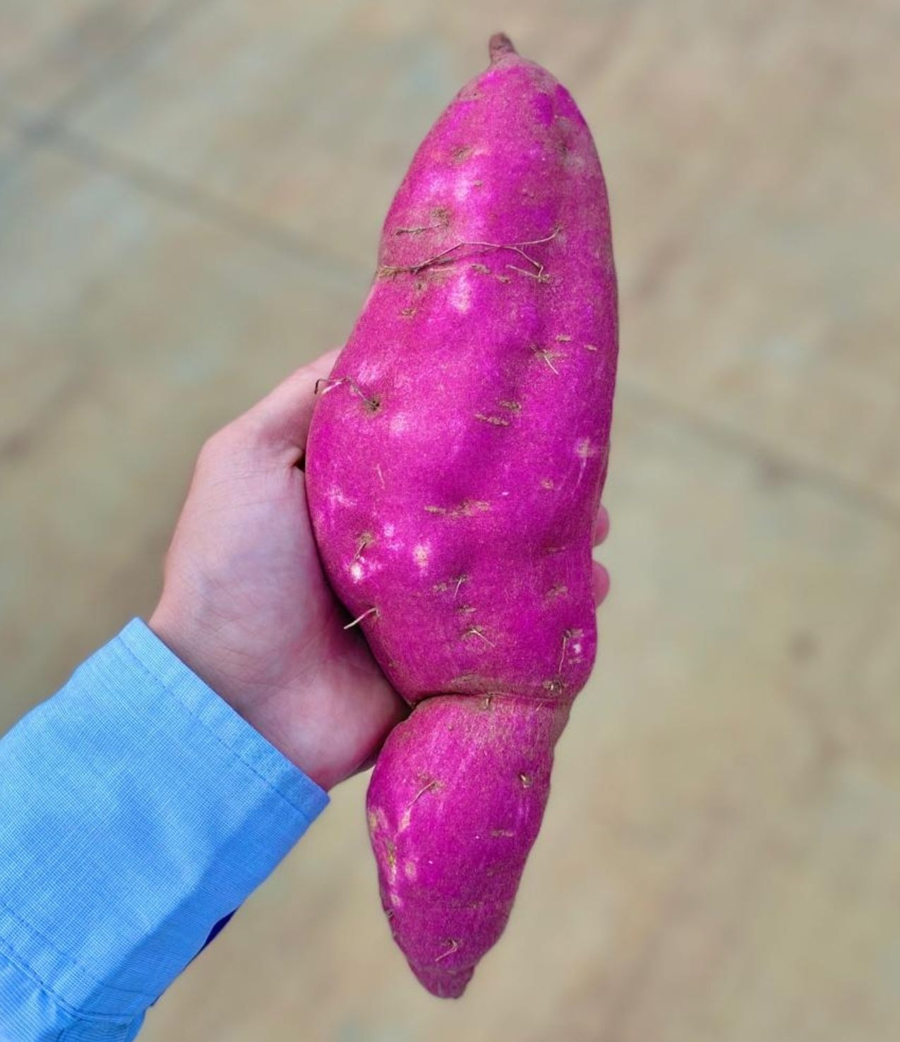 Sweet Potatoes Rich in Nutrients and Full of Flavor