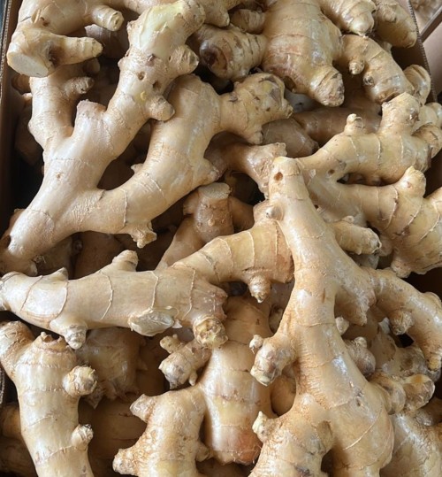 Fresh Brazilian Ginger, High Quality