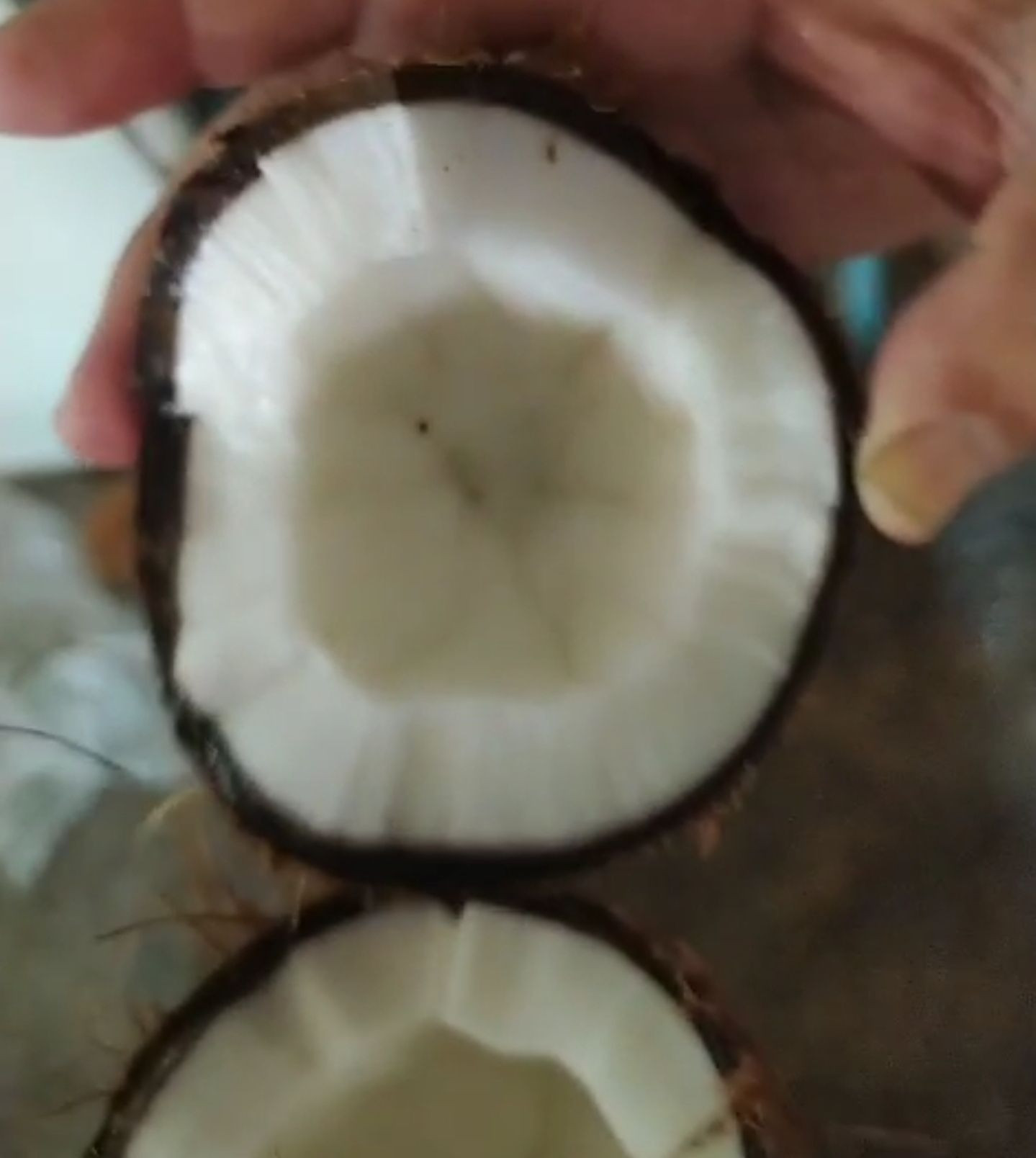 Premium Quality Tropical Coconuts Rich in Nutrients