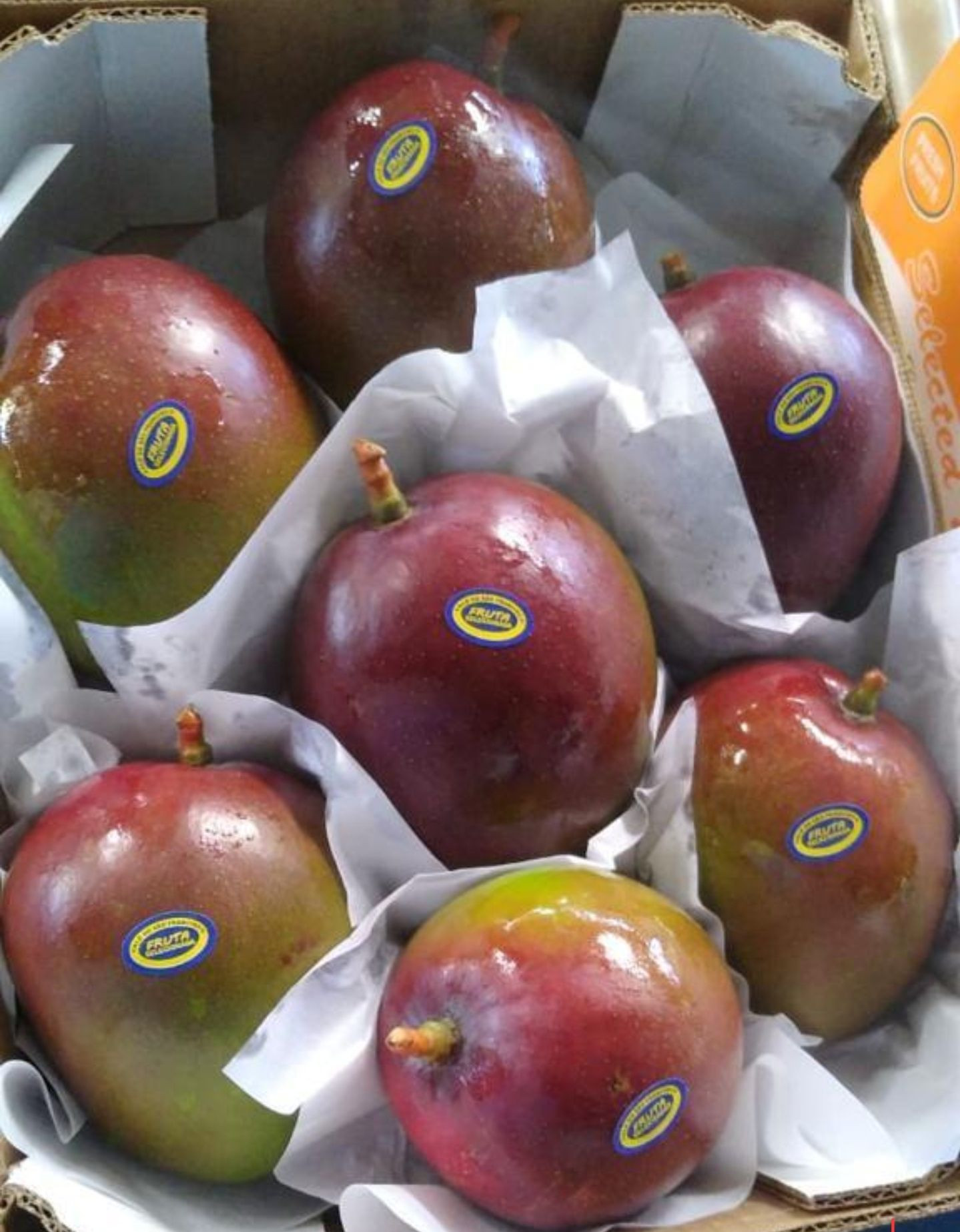 Mango Tommy Fresh Tropical Fruit Juice