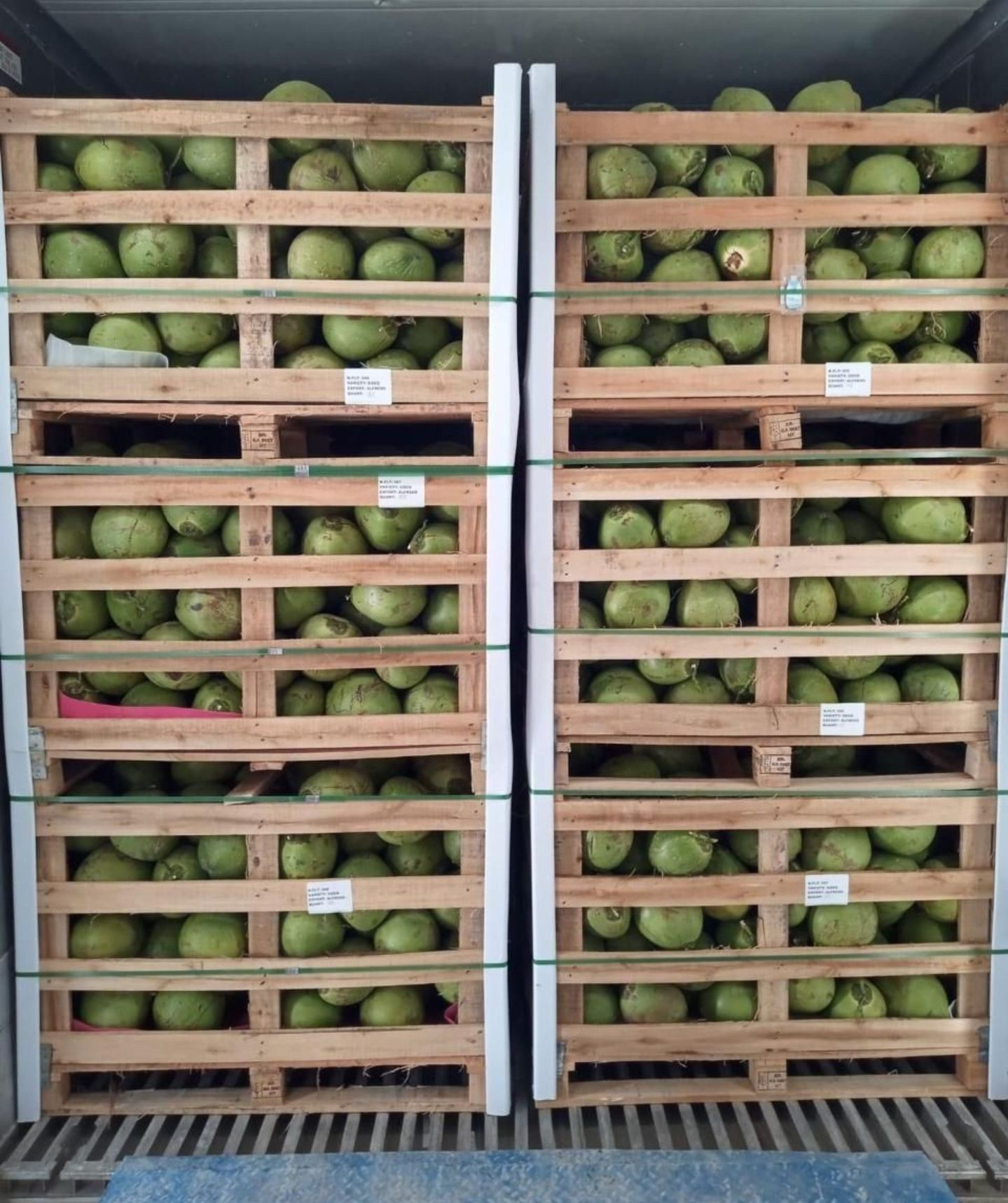 Premium Green Coconuts Ideal for Smoothies and Tropical Drinks