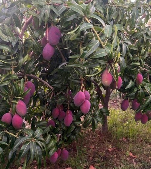 Natural Sweet Mangoes Rich Flavor Tropically Grown Mangoes