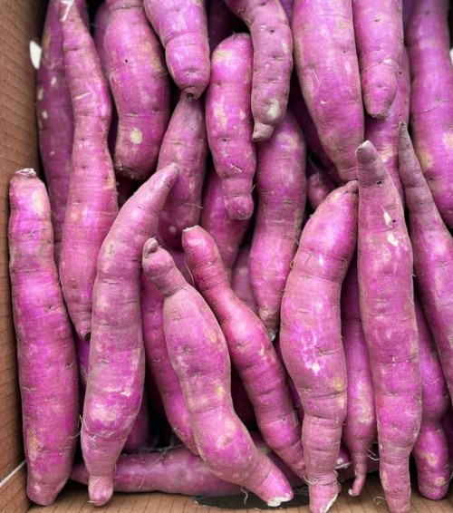 Farm Fresh Sweet Potatoes High in Vitamins and Natural Sweetness